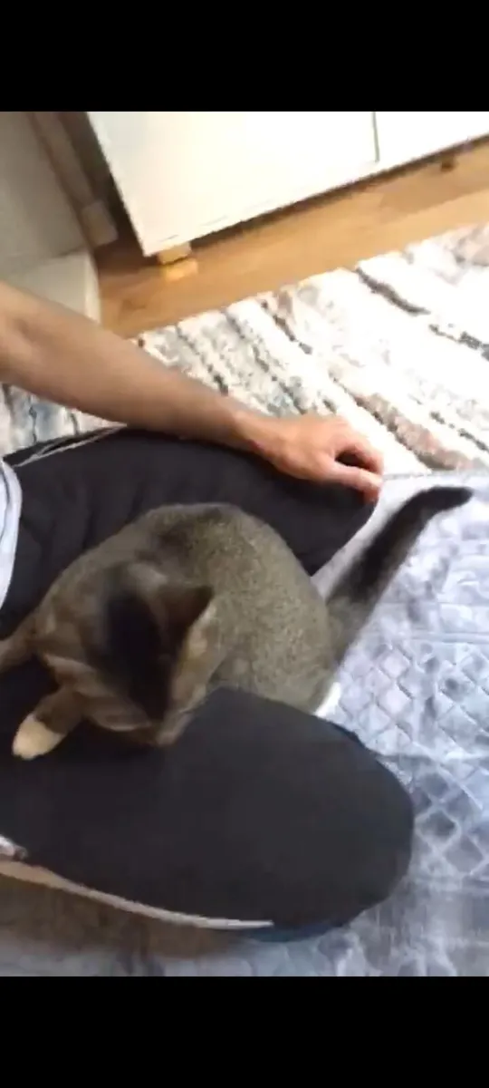 Cat - Image 2