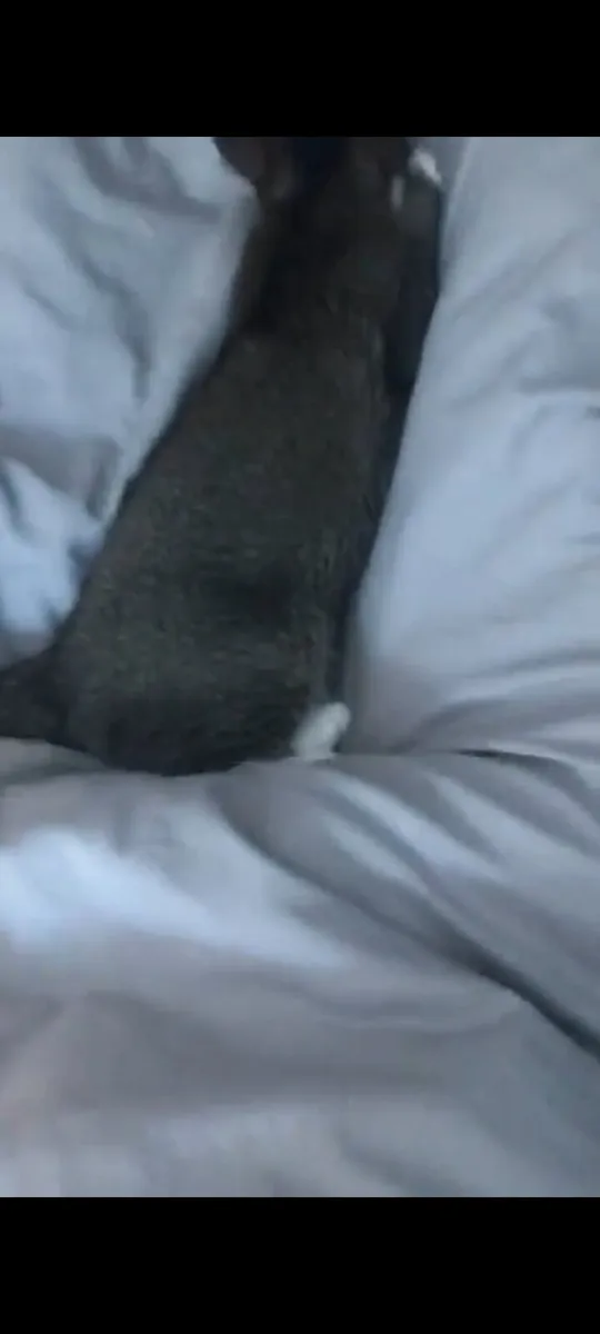 Cat - Image 3