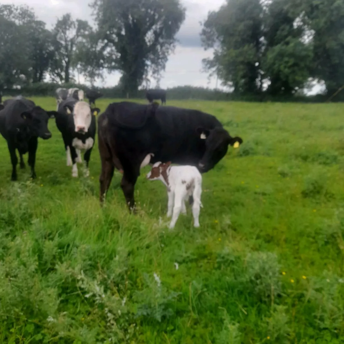 Heilfer and bull calf - Image 2
