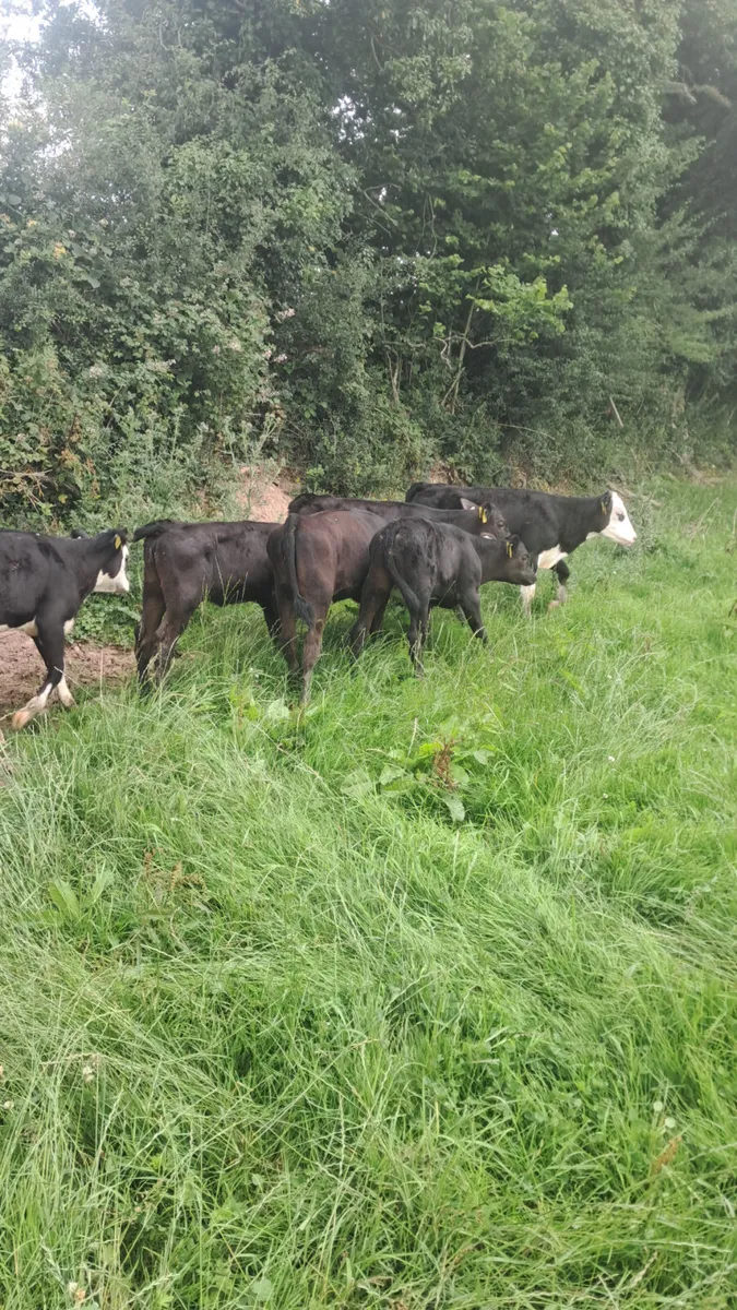 Reared calves - Image 1