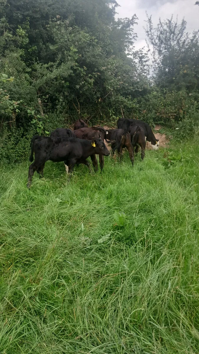 Reared calves - Image 2