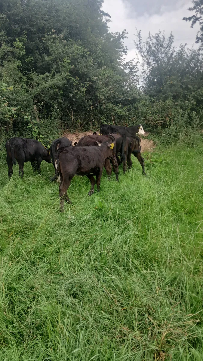 Reared calves - Image 3