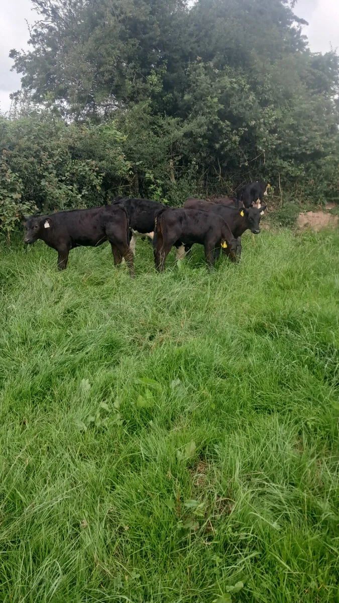 Reared calves - Image 4