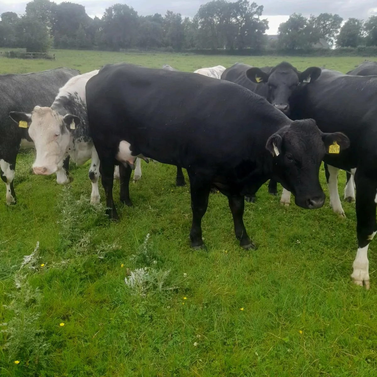 Heilfer and bull calf - Image 3