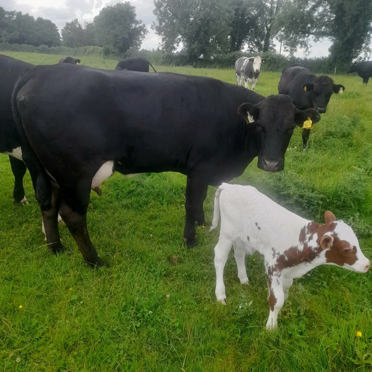 Heilfer and bull calf - Image 4