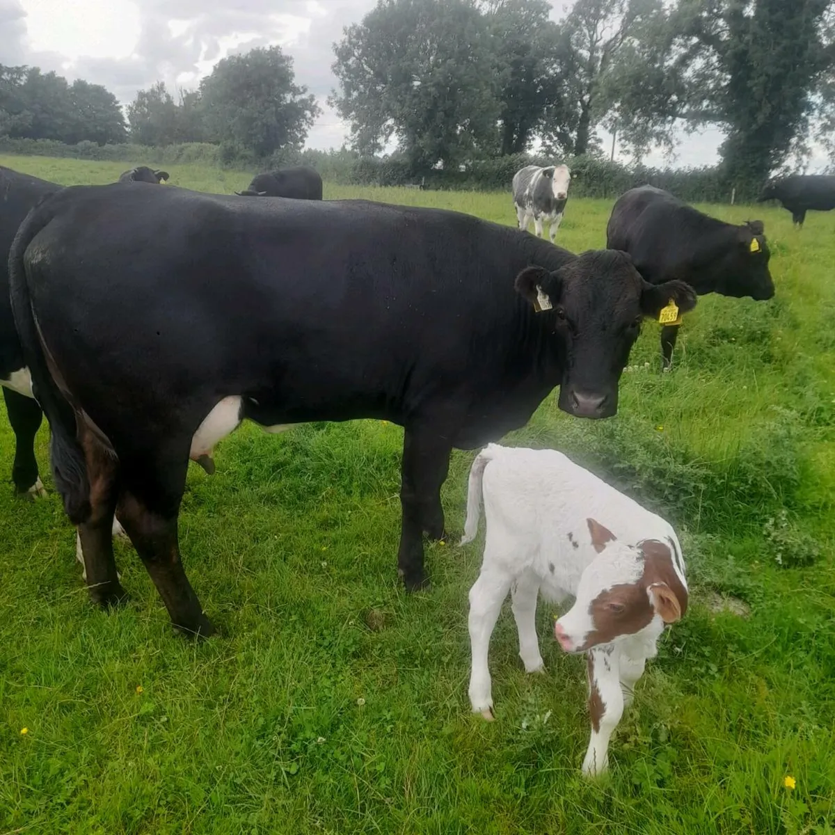 Heilfer and bull calf - Image 1