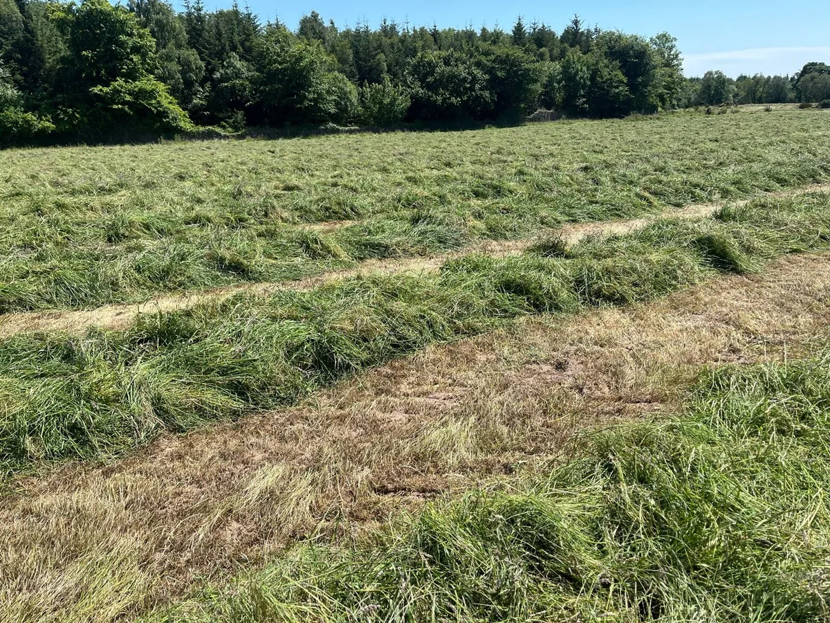 Hay - Image 1