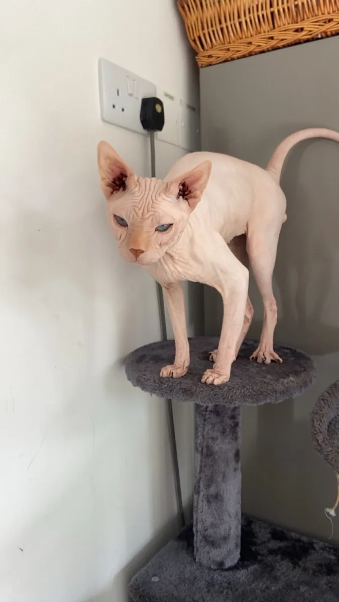 White Sphynx Cat - Image 1