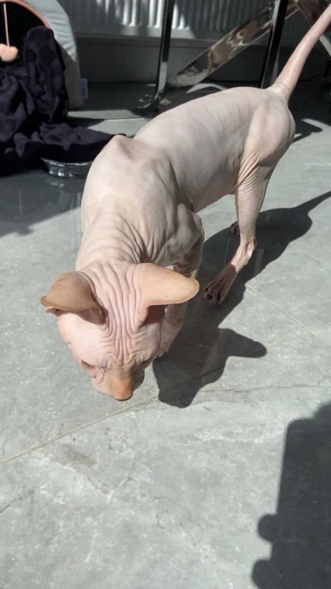 White Sphynx Cat - Image 2