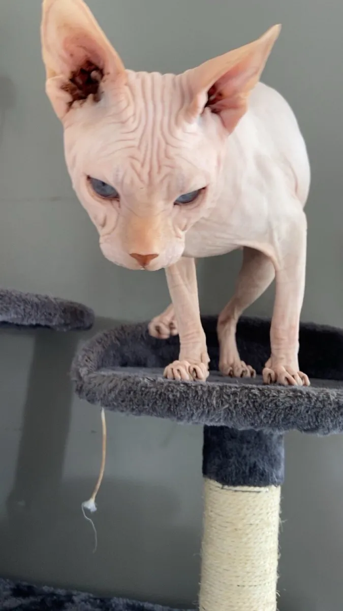 White Sphynx Cat - Image 3
