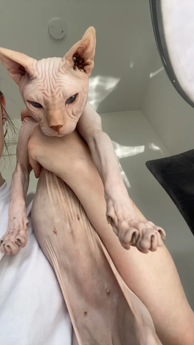 White Sphynx Cat - Image 4