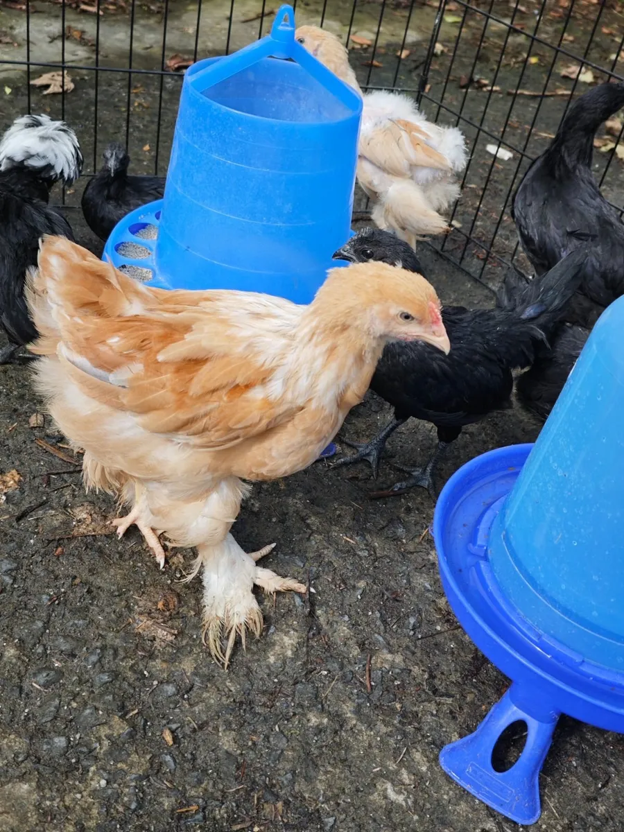 Chicken - Image 1