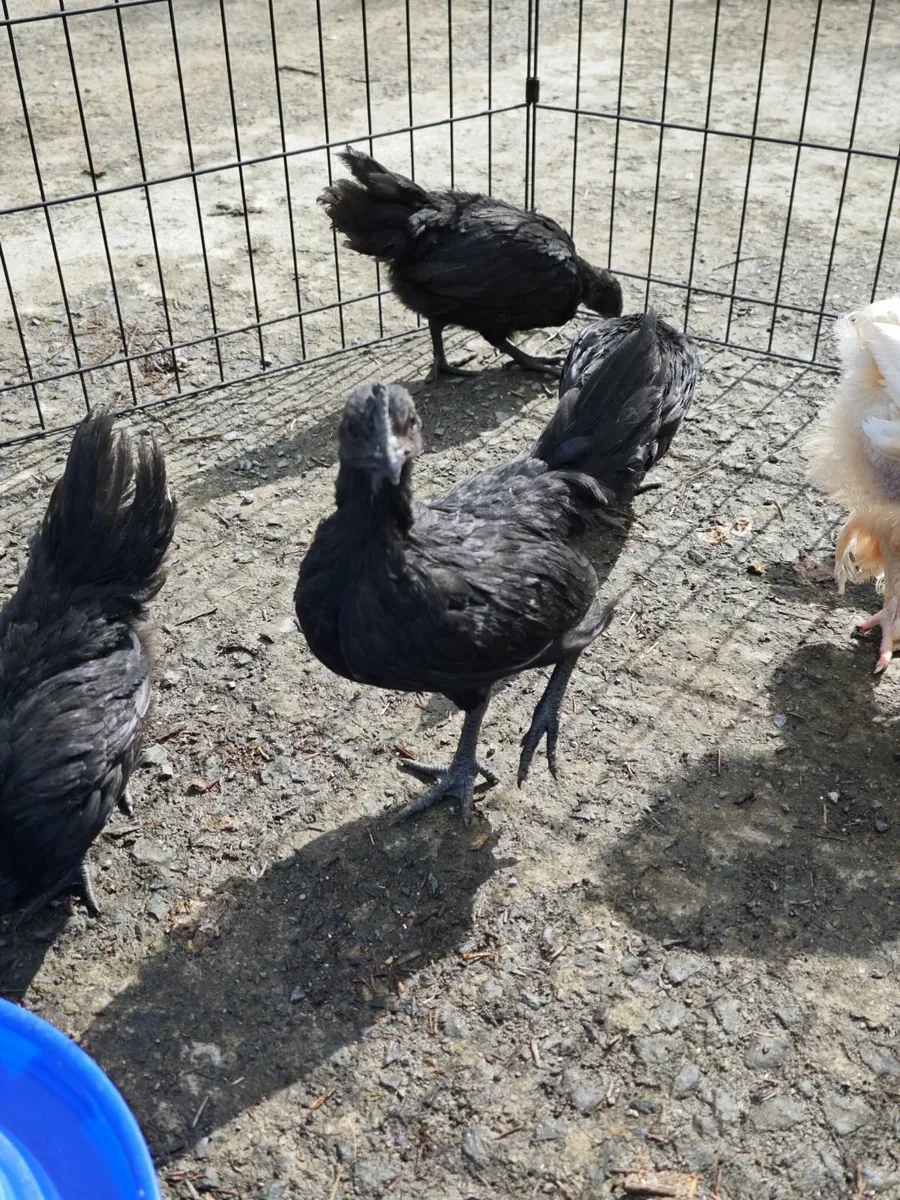 Chicken - Image 2