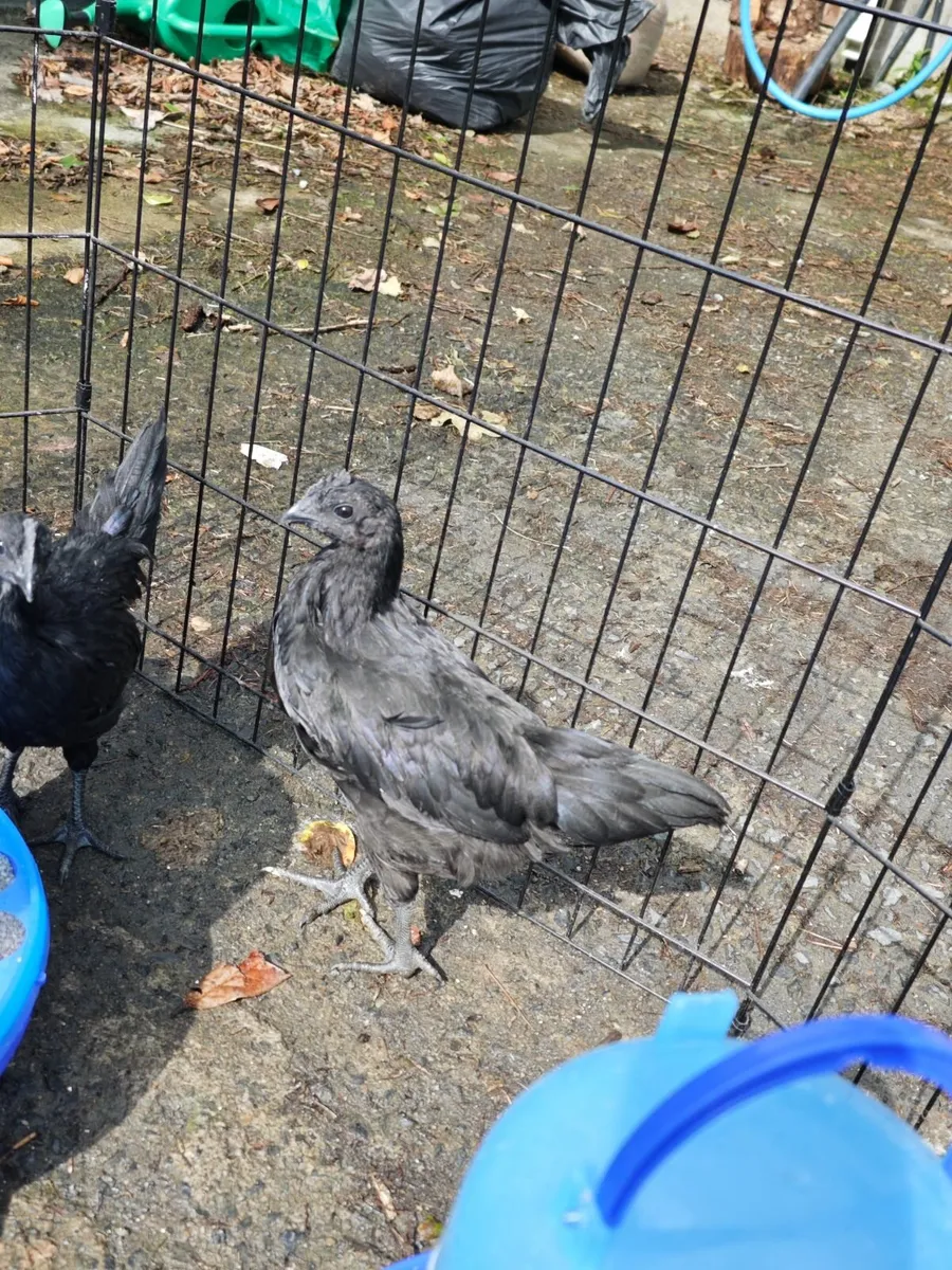 Chicken - Image 3