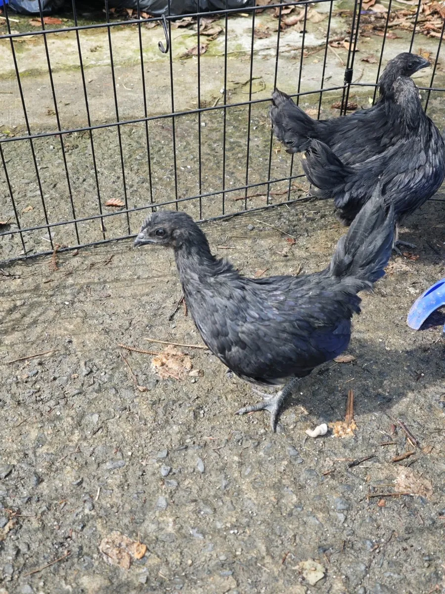 Chicken - Image 4