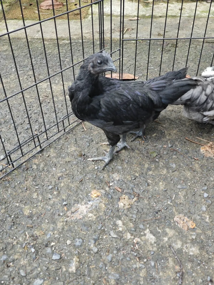 Chicken - Image 4