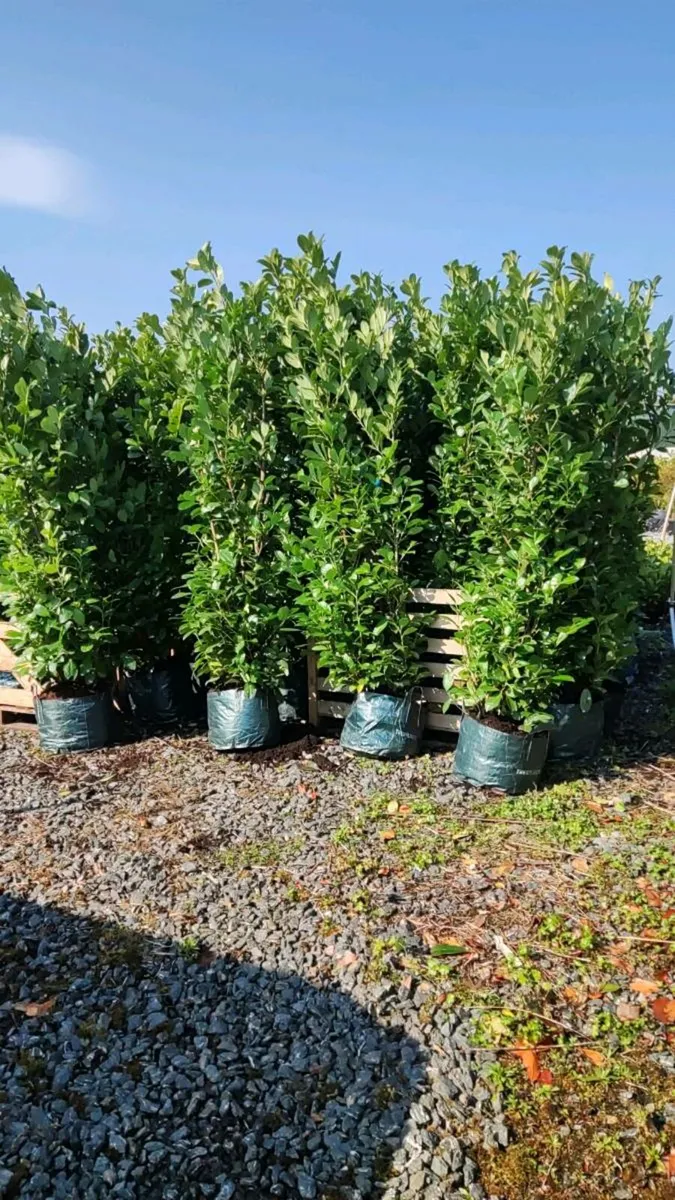 Mature Laurel Hedging from 5 euro - Image 2