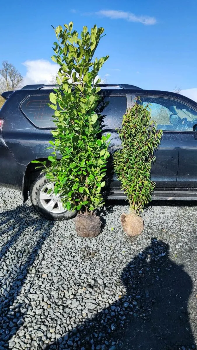 Mature Laurel Hedging from 5 euro - Image 3