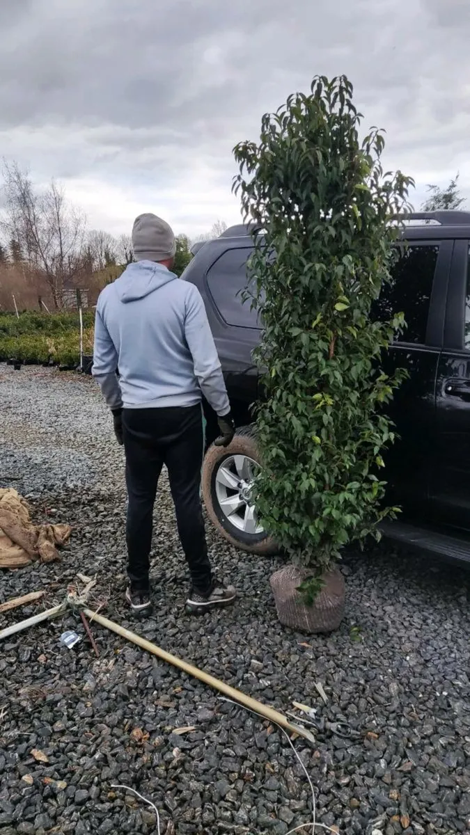 Mature Laurel Hedging from 5 euro - Image 4