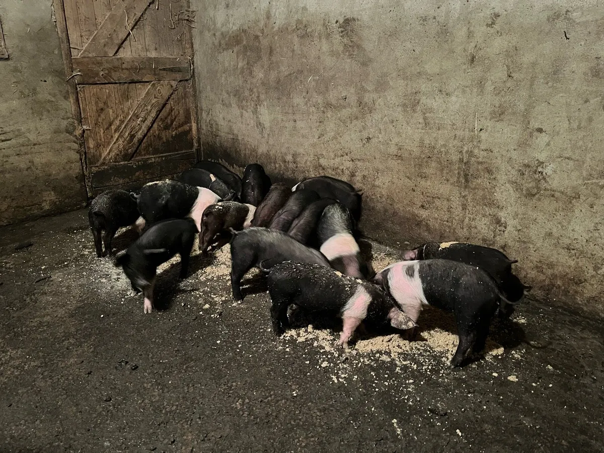 Saddleback piglets - Image 1
