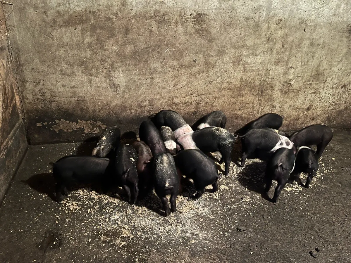 Saddleback piglets - Image 2