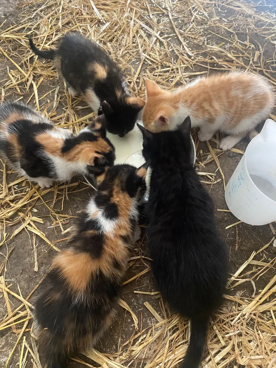 Kittens - Image 1