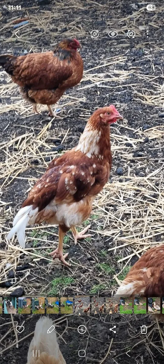Chicks, ducklings and Rooster - Image 2