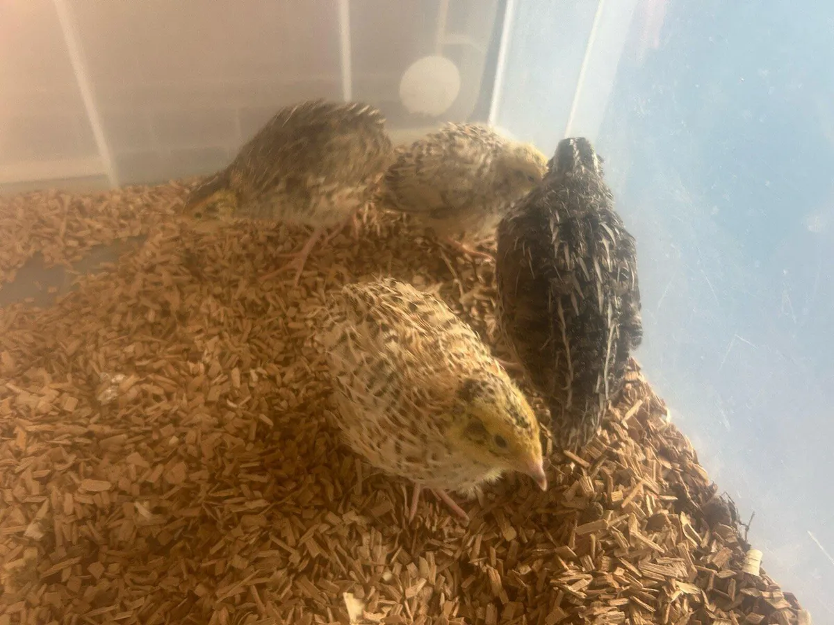 Chicks and quail chicks - Image 2