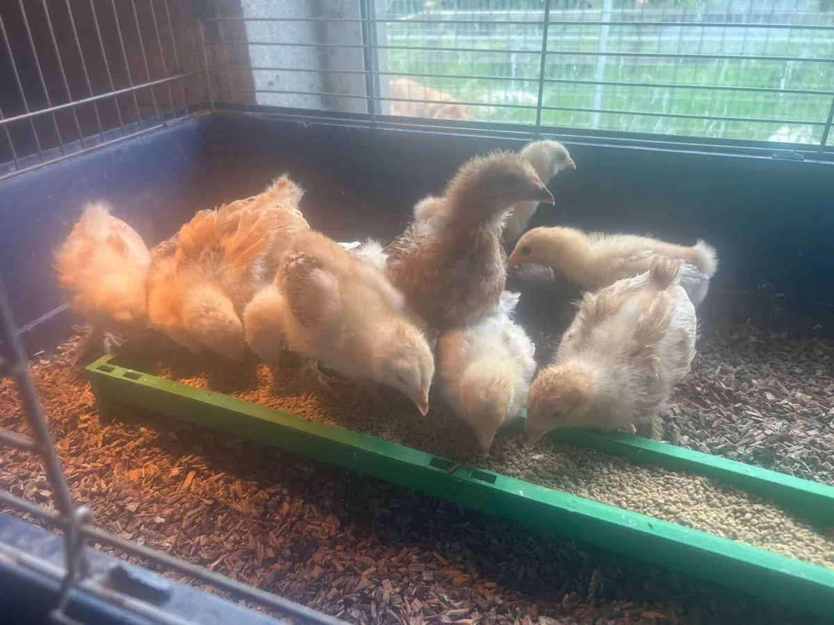 Chicks and quail chicks - Image 1