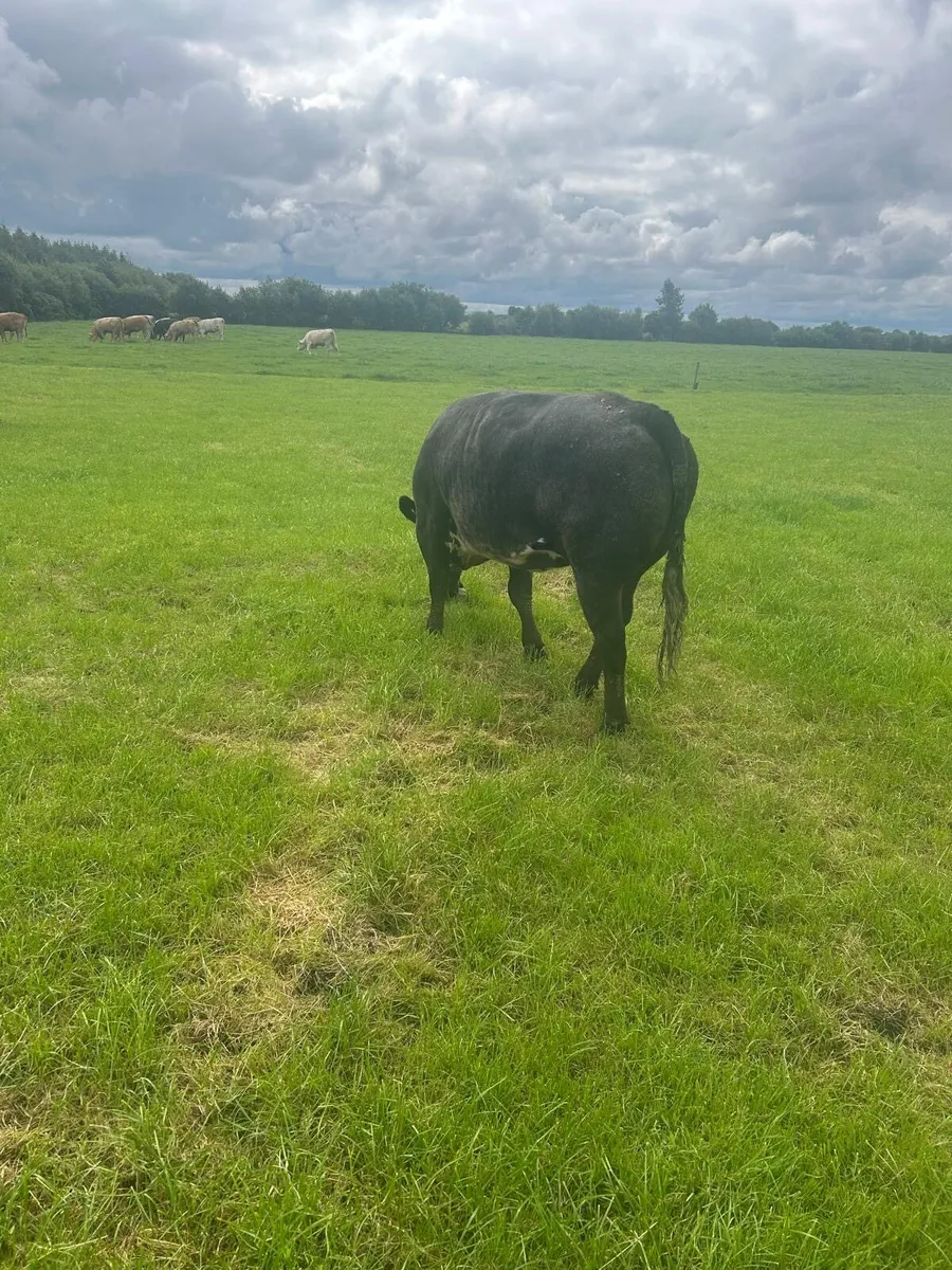 Heifer limousin - Image 1