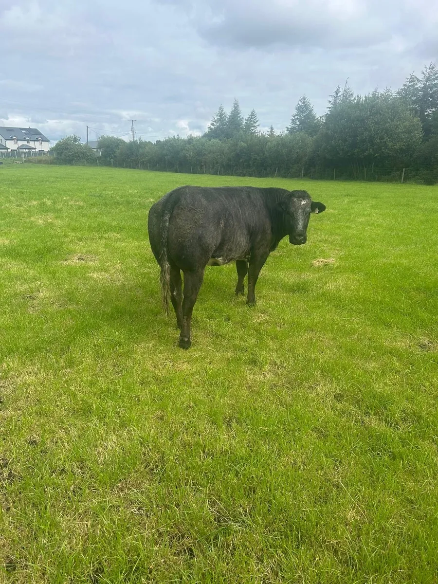 Heifer limousin - Image 2