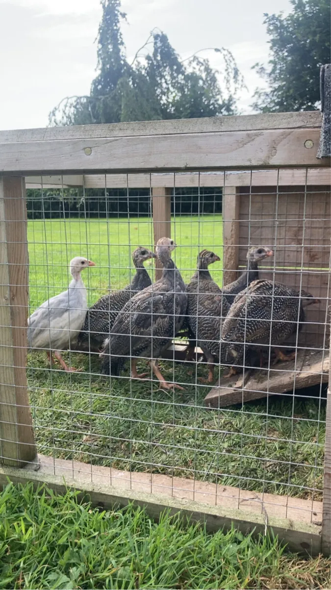 Young standerd Guineas - Image 2