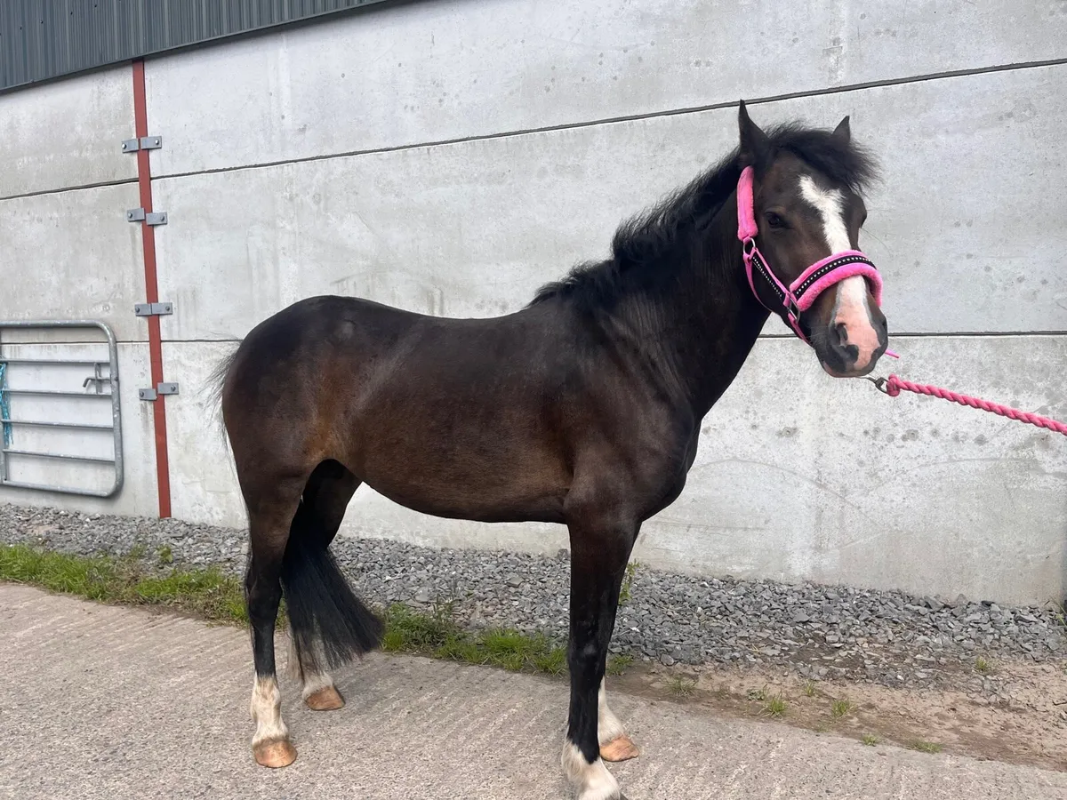 12.2hh Pony - Image 1