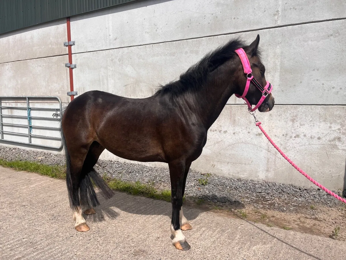 12.2hh Pony - Image 2