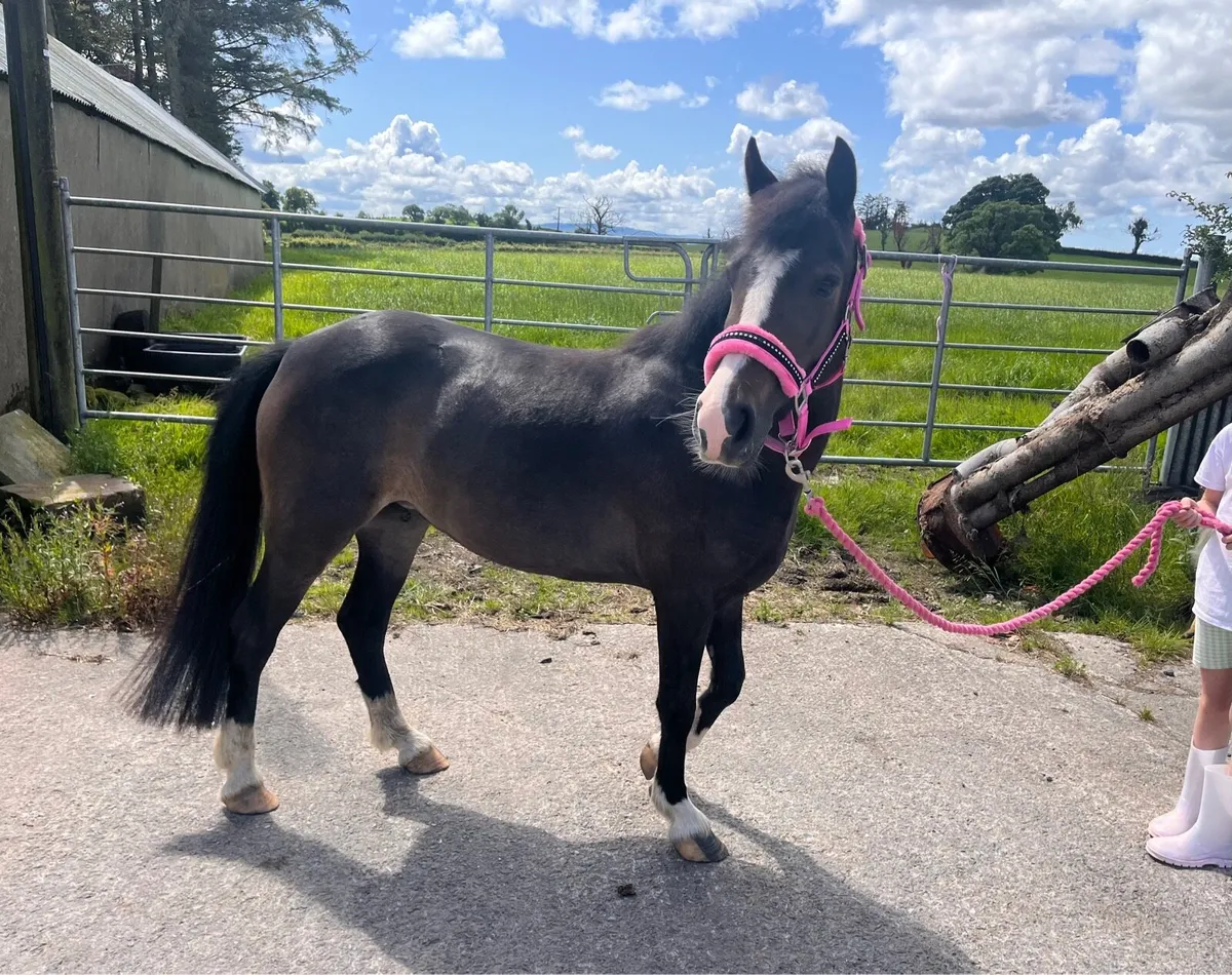 12.2hh Pony - Image 3