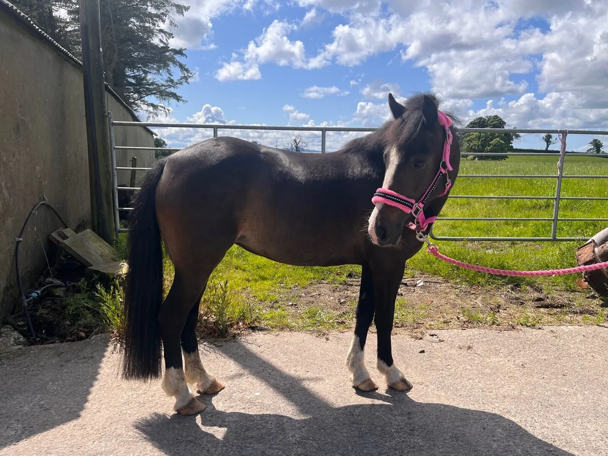 12.2hh Pony - Image 4