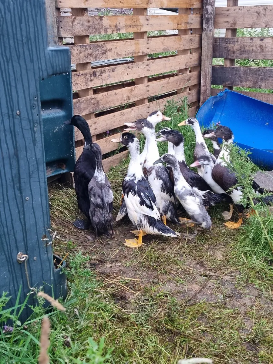 Chicks, ducklings and Rooster - Image 1