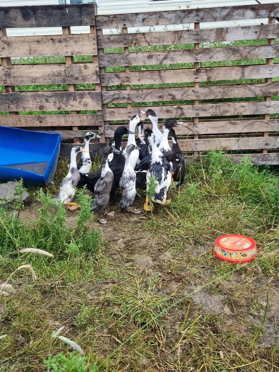 Chicks, ducklings and Rooster - Image 3