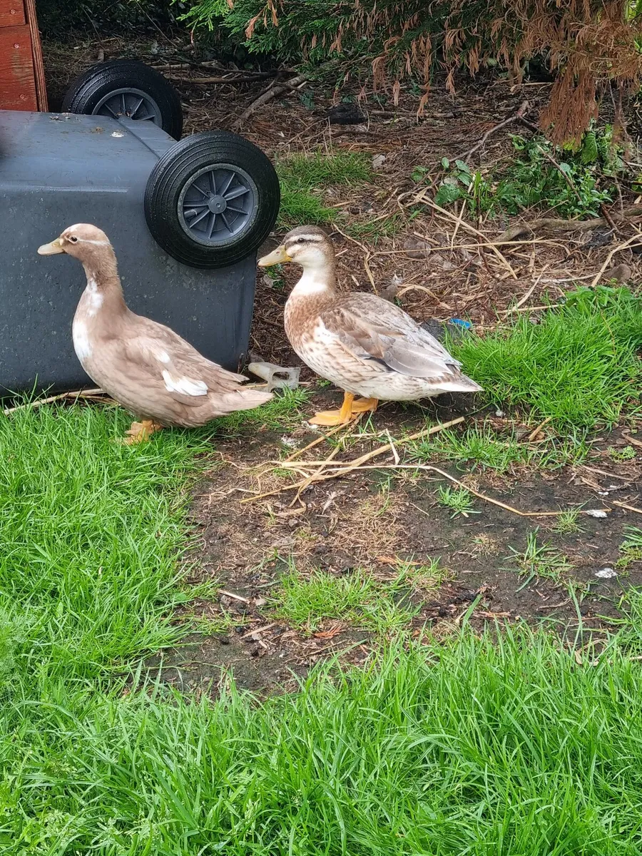 Chicks, ducklings and Rooster - Image 4