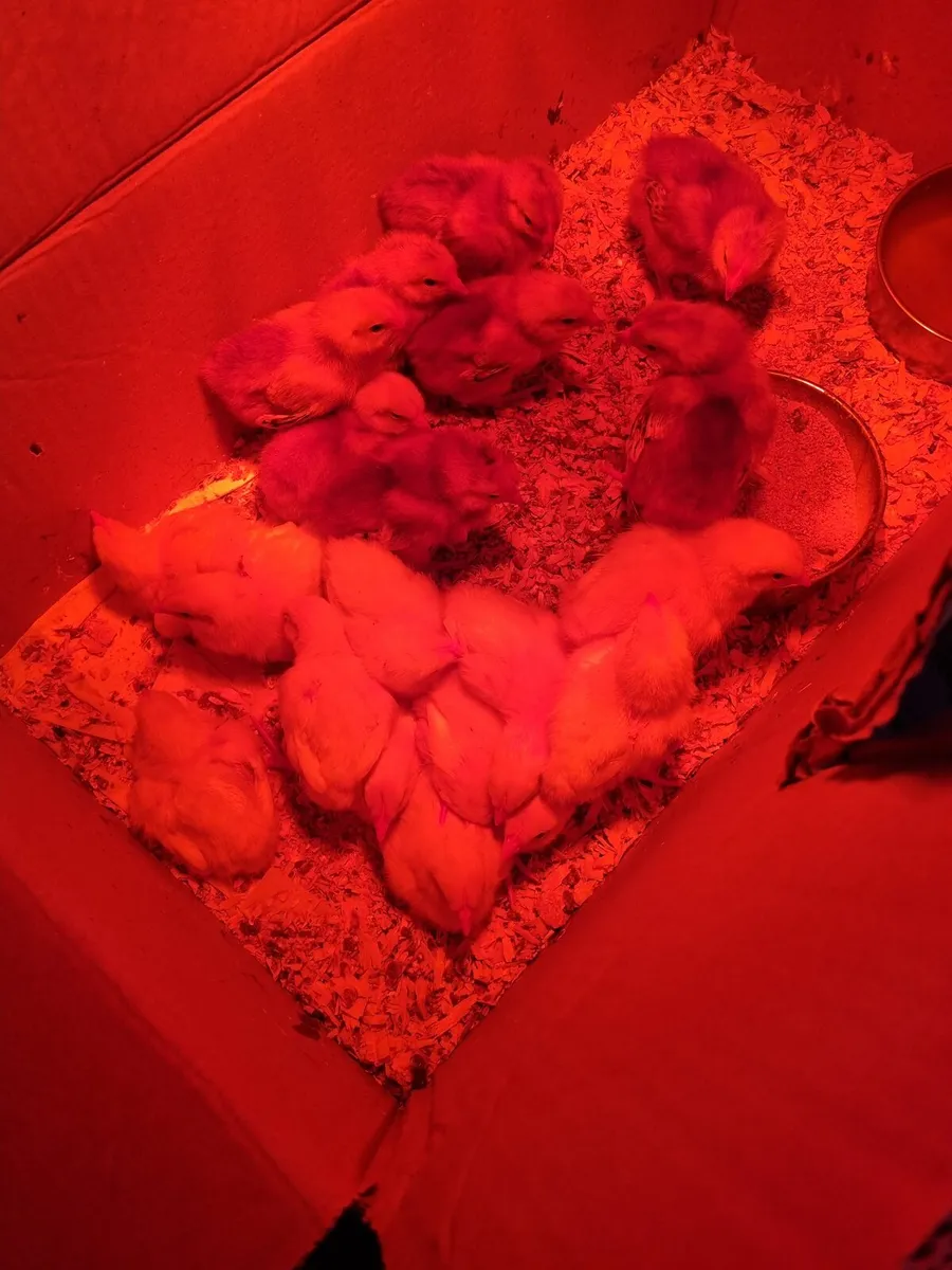 Ducklings and Rooster - Image 2