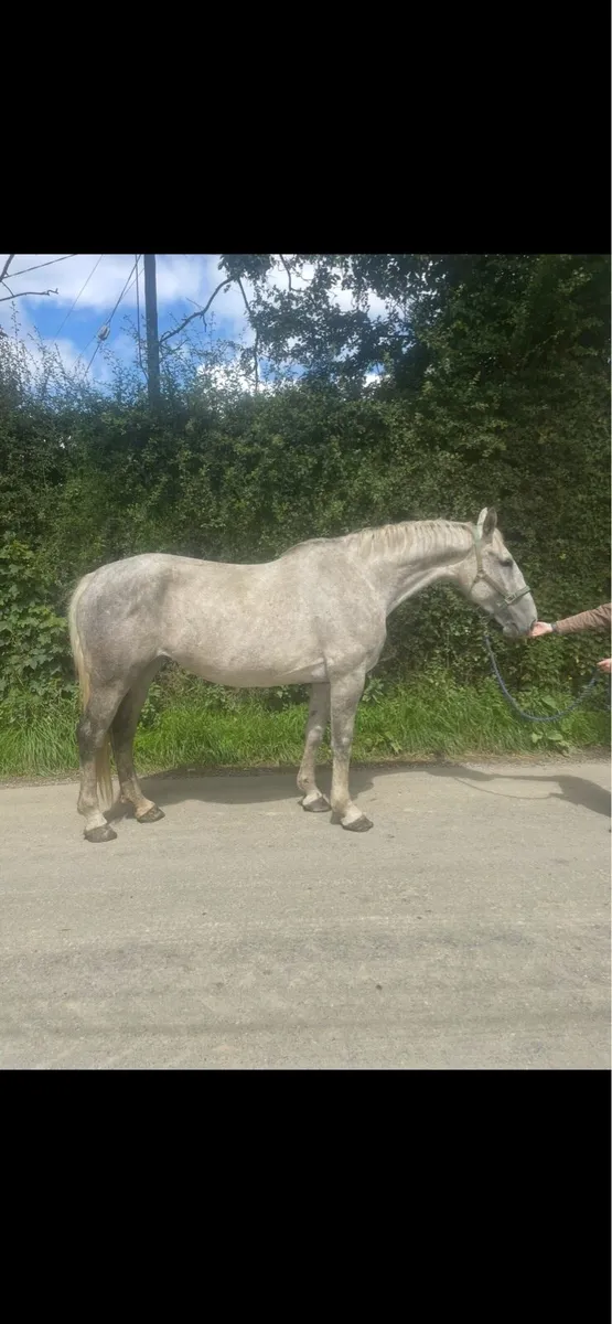 7 year old 17hh Irish draught mare infoal - Image 1
