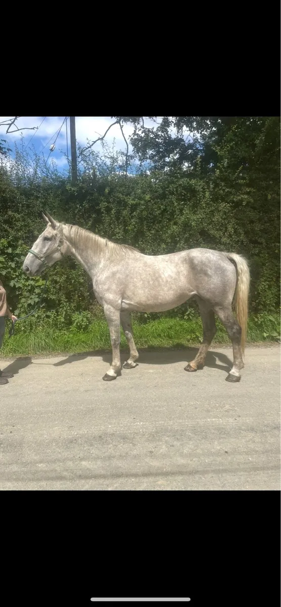 7 year old 17hh Irish draught mare infoal - Image 4