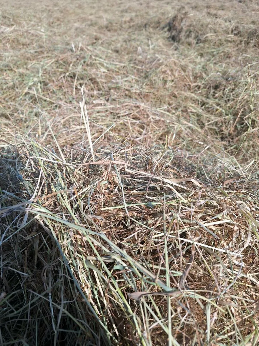 Hay - Image 2