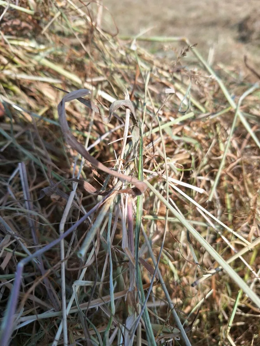 Hay - Image 3