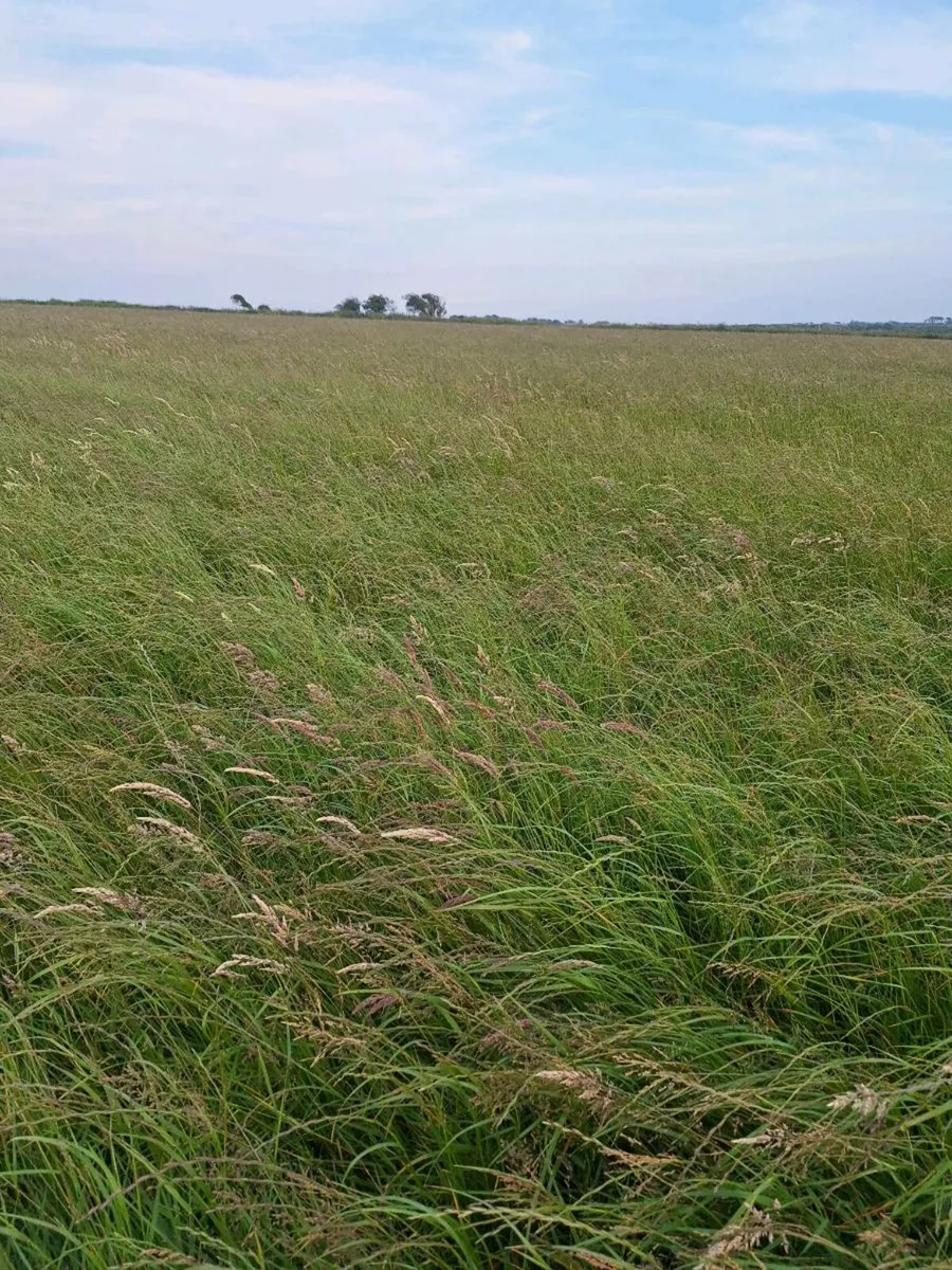 Hay - Image 4