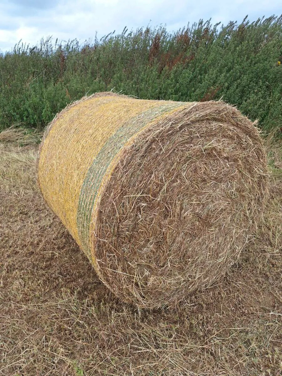 Hay - Image 1