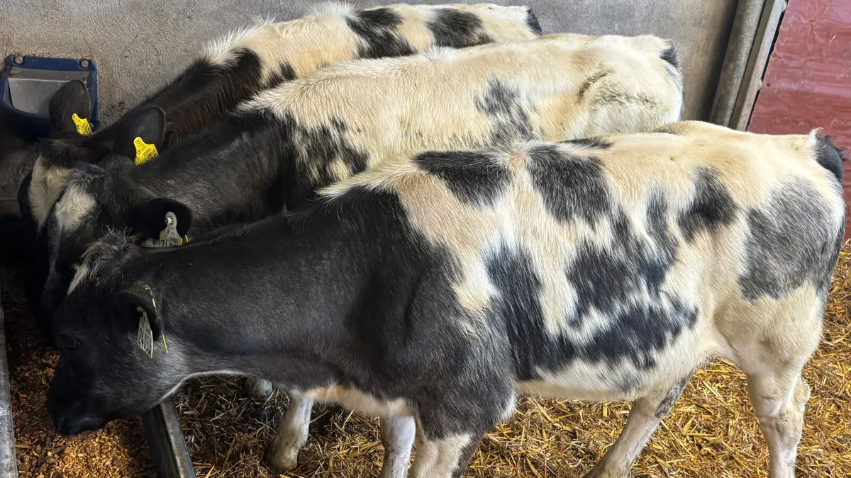3 Super Belgian Blue Heifer Wealings - Image 4