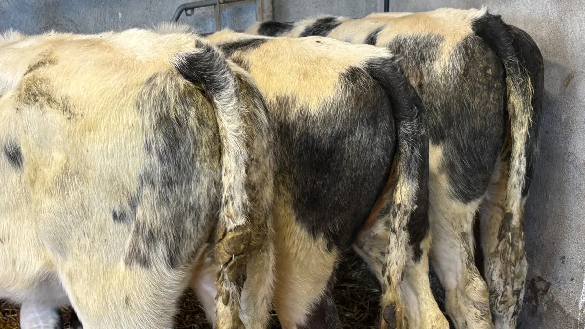3 Super Belgian Blue Heifer Wealings - Image 3