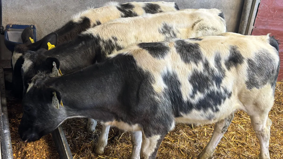 3 Super Belgian Blue Heifer Wealings - Image 1
