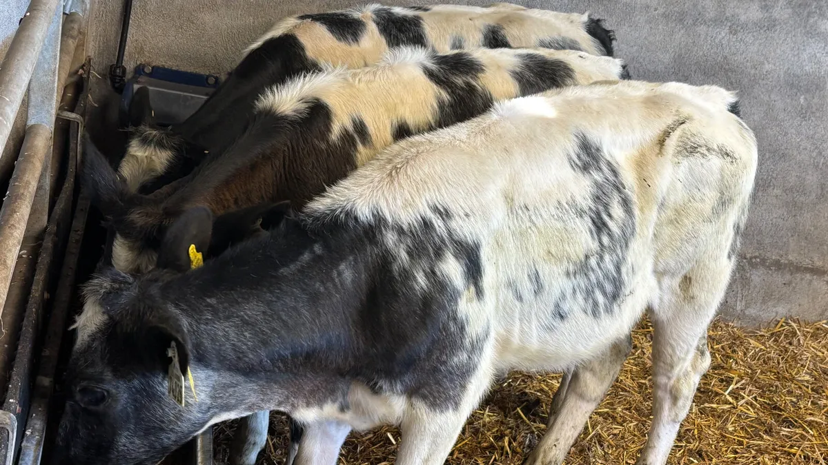3 Super Belgian Blue Heifer Wealings - Image 2